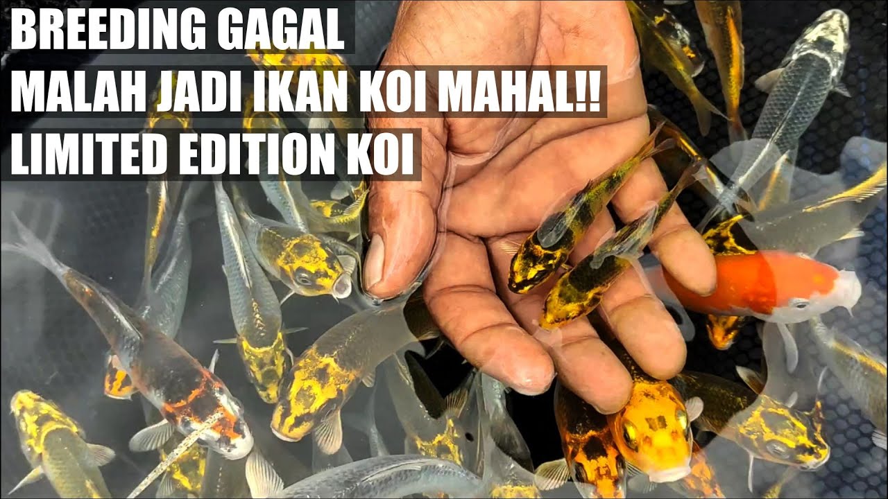 IKAN KOI JENIS INI MASIH JARANG DI INDONESIA❗  KEGAGALAN BREEDING JENIS SHOWA KOROMO HIKARI❗❗