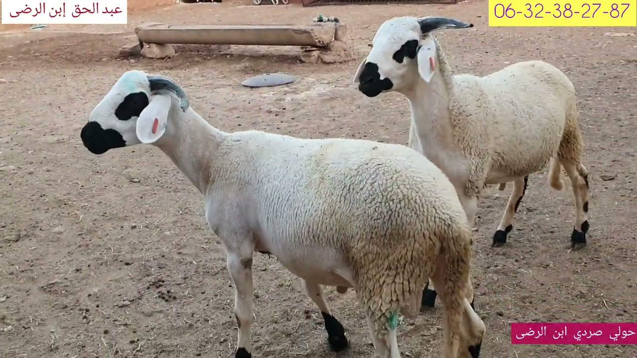 الحلقة حول موضوع ديال الخروف البكري والمزوزي والعيدودي فرجة ممتعة