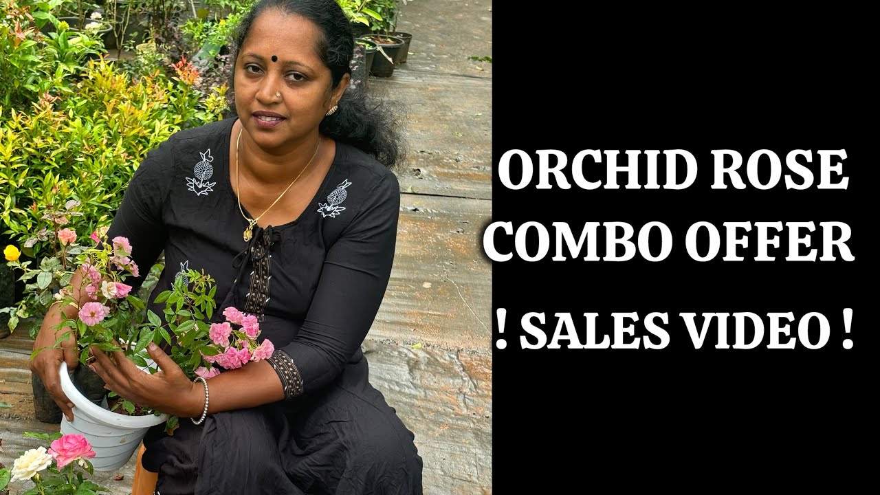 Orchid Rose ! COMBO OFFER ! || Anju‘sgarden || R-Perunad || Pathanamthitta