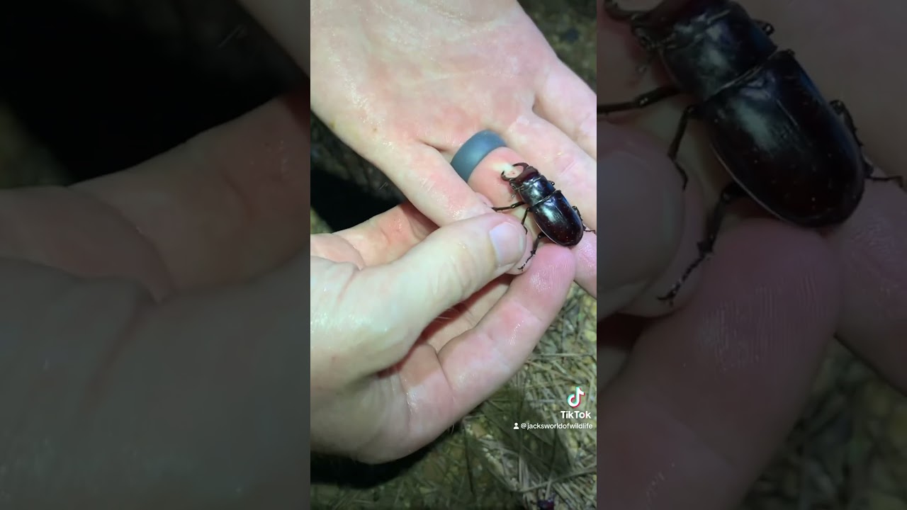 Brought To My KNEES By This Stag Beetle!!! 