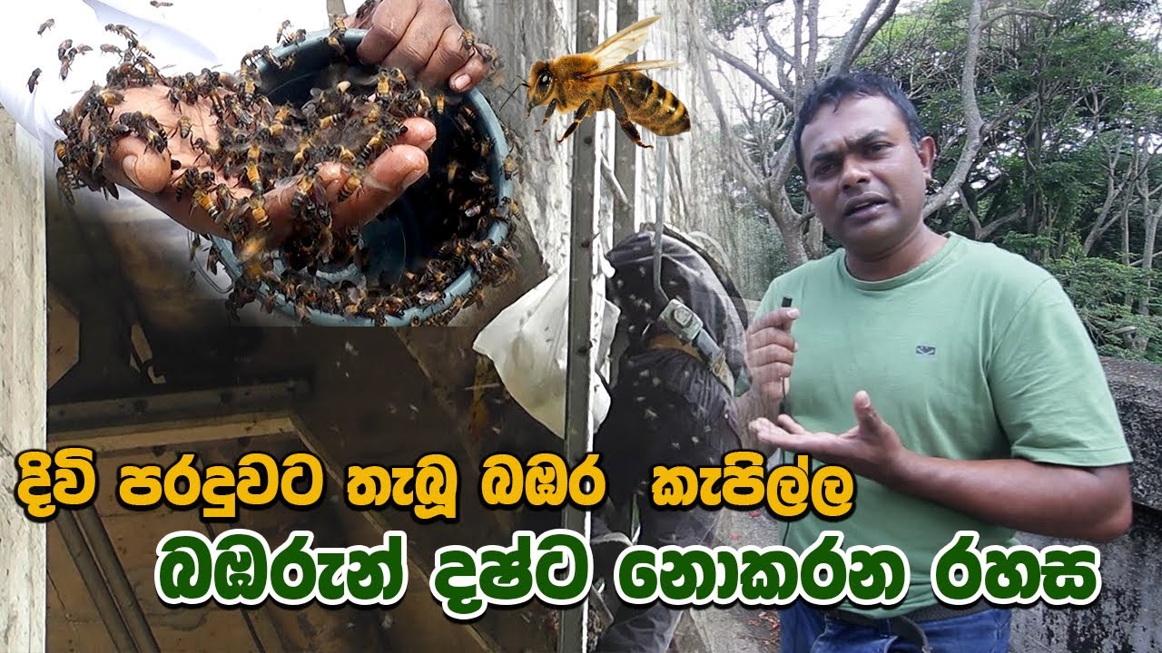 දිවි පරදුවට තැබූ බඹර  කැපිල්ල  / බඹරුන් දෂ්ට නොකරන රහස