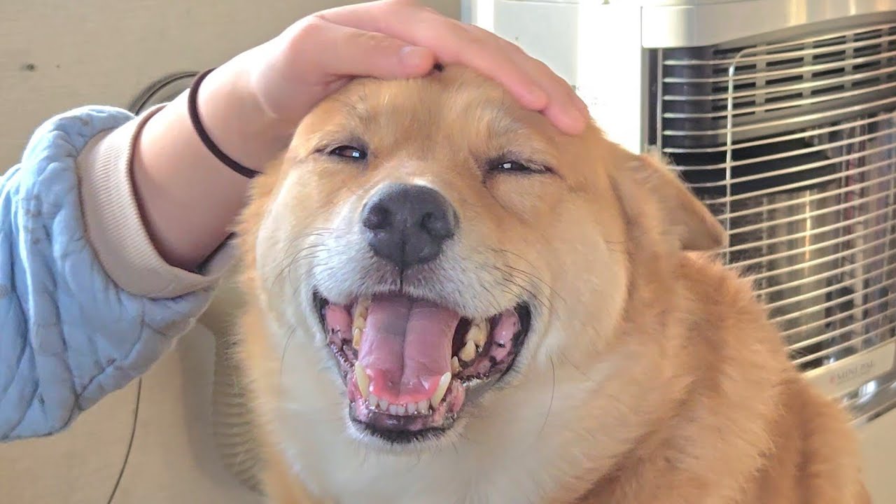 嬉しいのが顔にでまくりなオイヌ様(雑種犬)