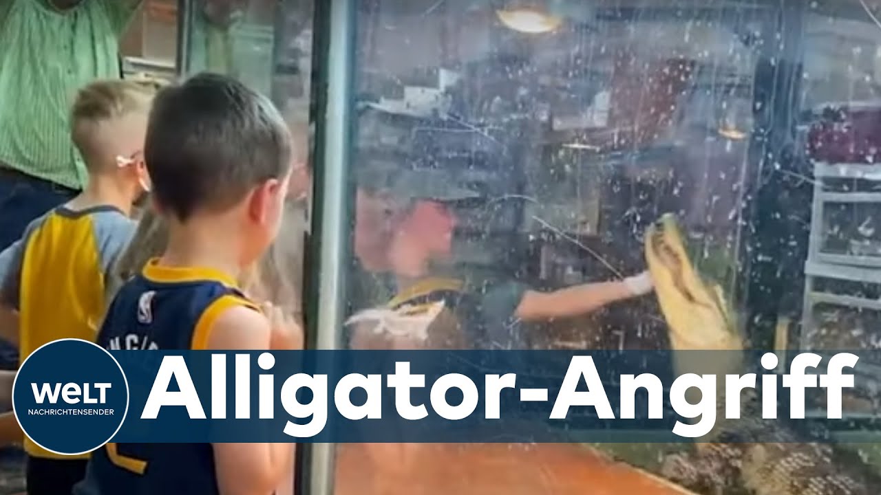 SCHOCK BEIM KINDERGEBURTSTAG: Alligator rei&szlig;t Tierpflegerin ins Becken