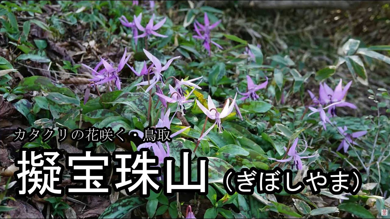擬宝珠山（ぎぼしやま）カタクリの花・鳥取県休暇村奥大山