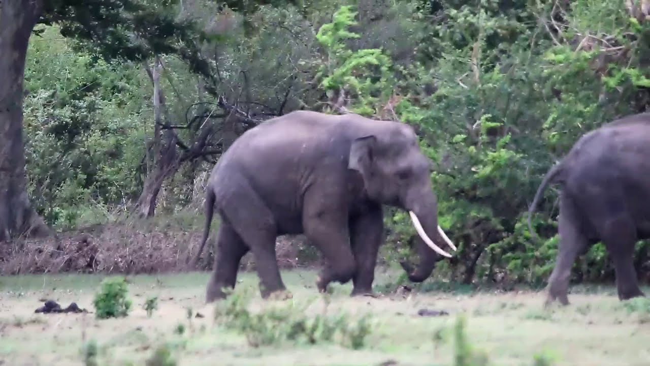 Tusker Fight in Kalawewa