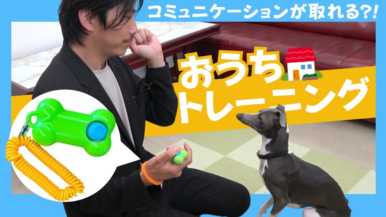 【イタグレ】愛犬とコミュニケーションとるならコレ!!おすすめトレーニンググッズ