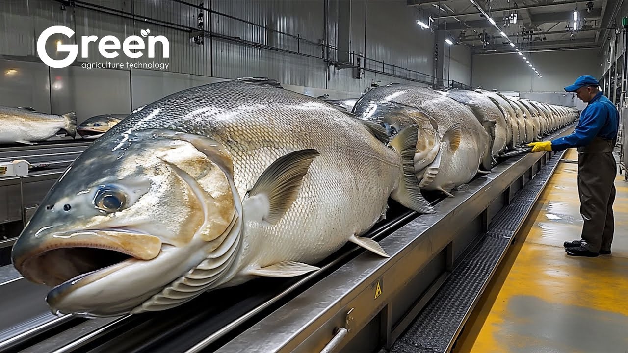 CARP Farming &ndash; How US Farmers Harvest Millions of Tons of Carp, Earning Billions Each Year! 🐟