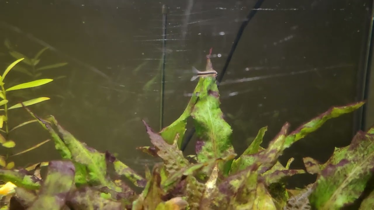 Update with 2 new fish
