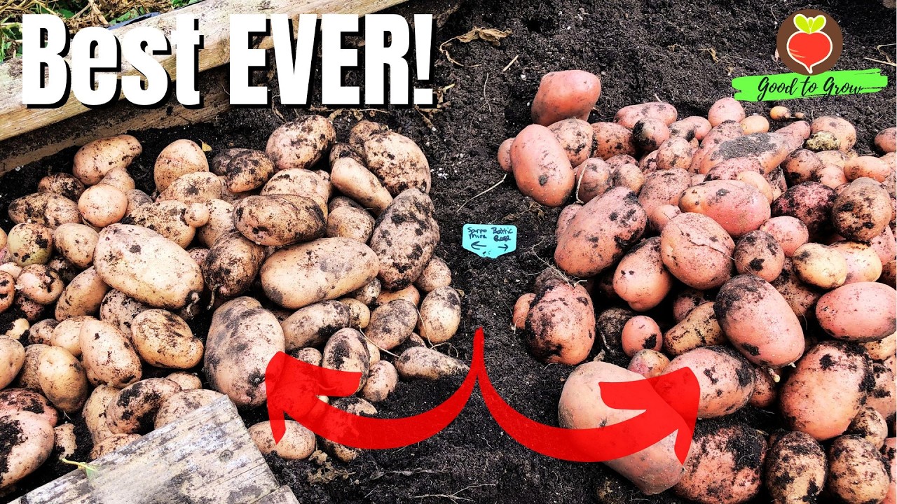 Massive Baltic Rose & Sarpo Mira Potatoes! Our Best Harvest Yet - You NEED to Grow These!