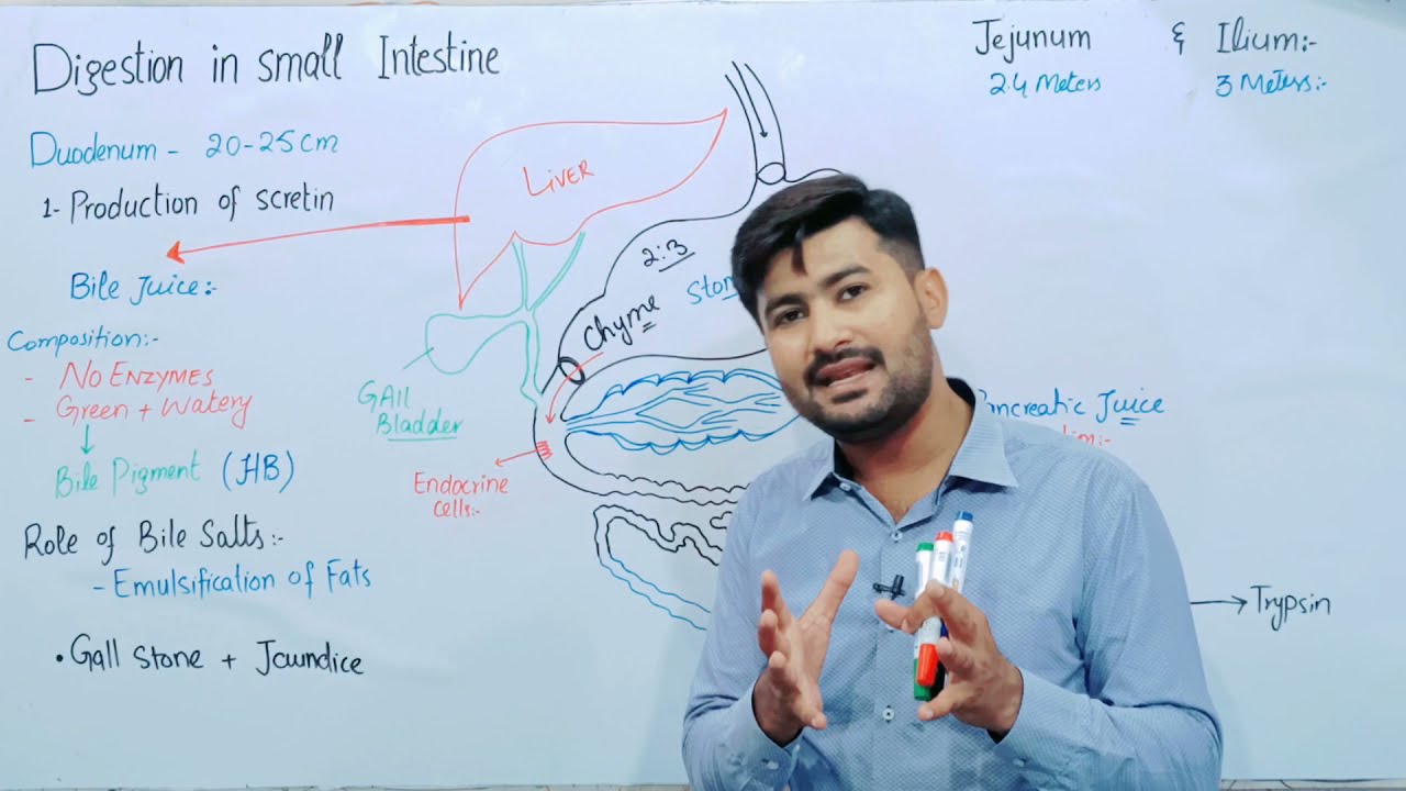 Digestion in Small intestine | Digestion in Man | Fsc Biology class 11 by Irtisamsbiology