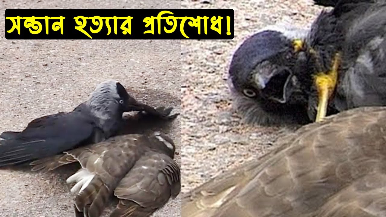 রাক্ষুসে এক ক্রিস্টাল পাখির জীবন কাহিনী |Bird Story-44| The Life Story of Kestrel Bird | Jactok|Ep:2