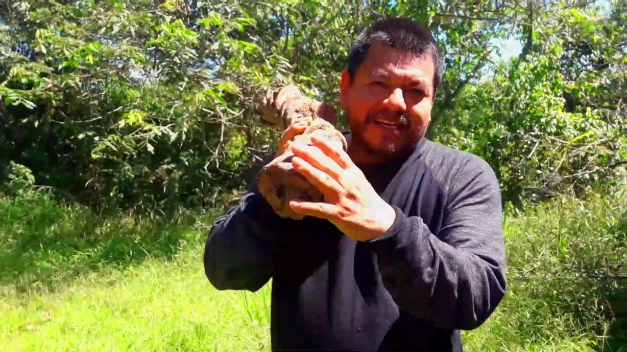 Chacruna & Ayahuasca