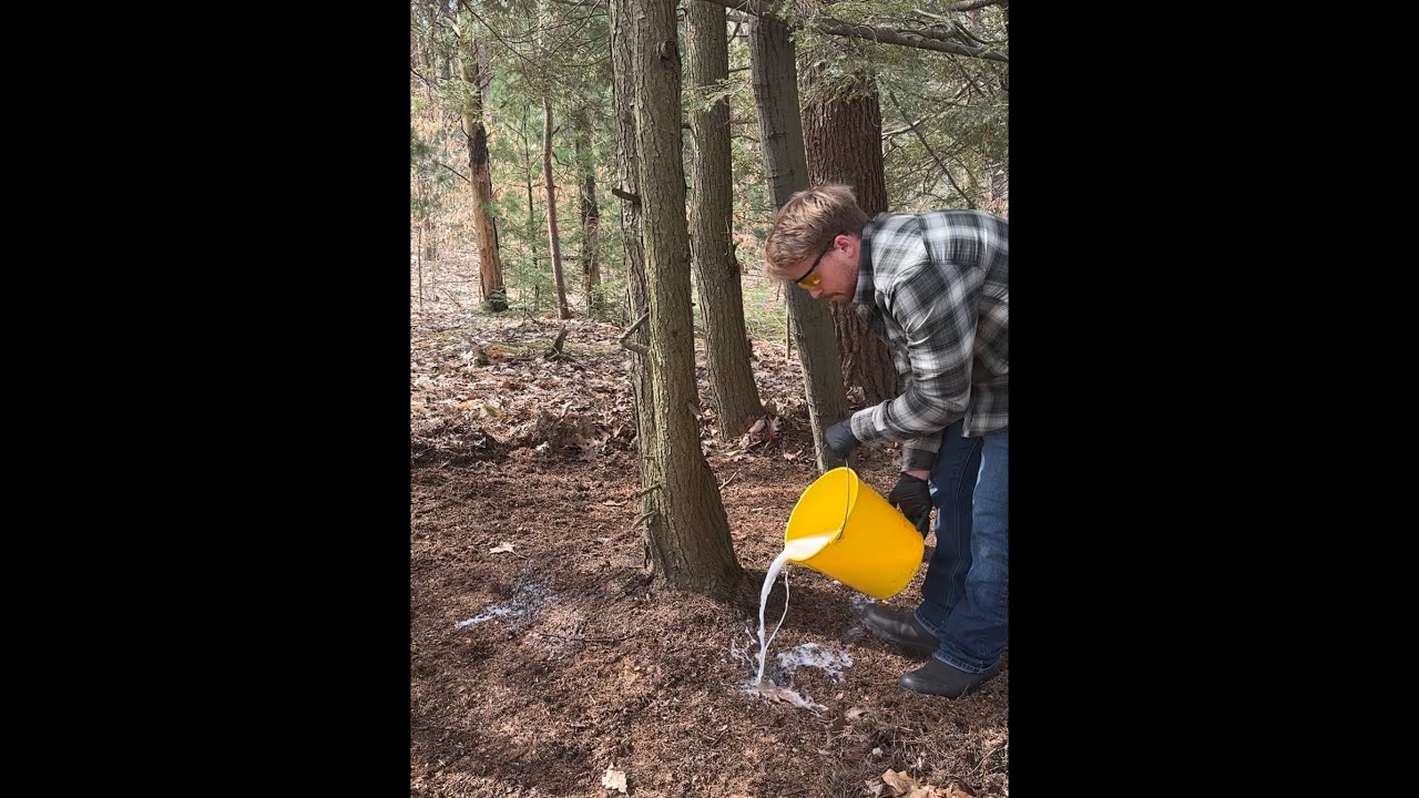 How To Save Your Trees From Hemlock Woolly Adelgid (Low Cost DIY)