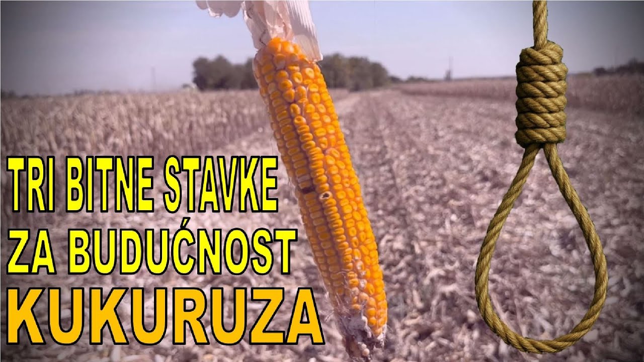 Уборка кукурузы 2025 – Засуха снова уничтожила урожай | Dekalb vs Pioneer |