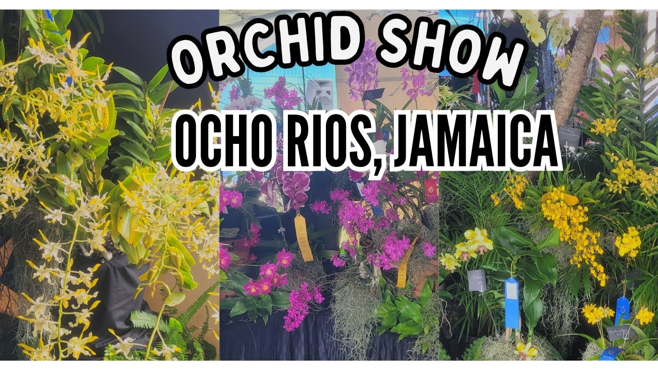 ORCHID SHOW! Ocho Rios ORCHID Society Annual Show: ORCHIDS ALLURE #subscribe #jamaica /ORCHID Blooms