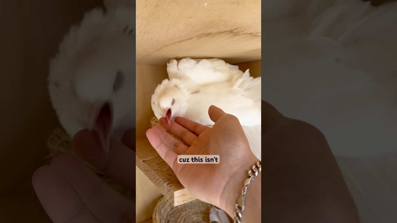 С этим голубем что-то не так&hellip; #птица #голубь