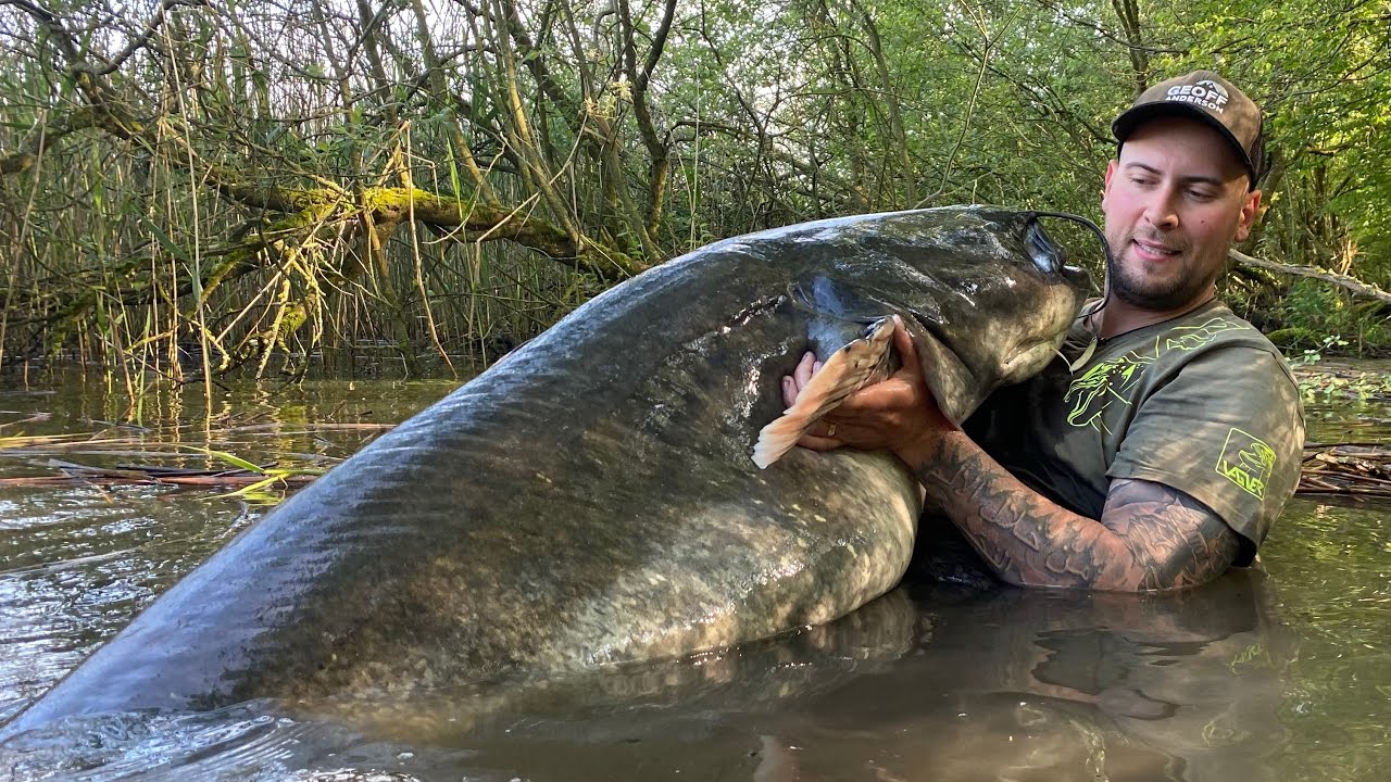 Obrovský sumec💣 riesiger Wels💣 huge catfish💣vabnička💪🏻Wallerholz🇫🇷clonk🍾