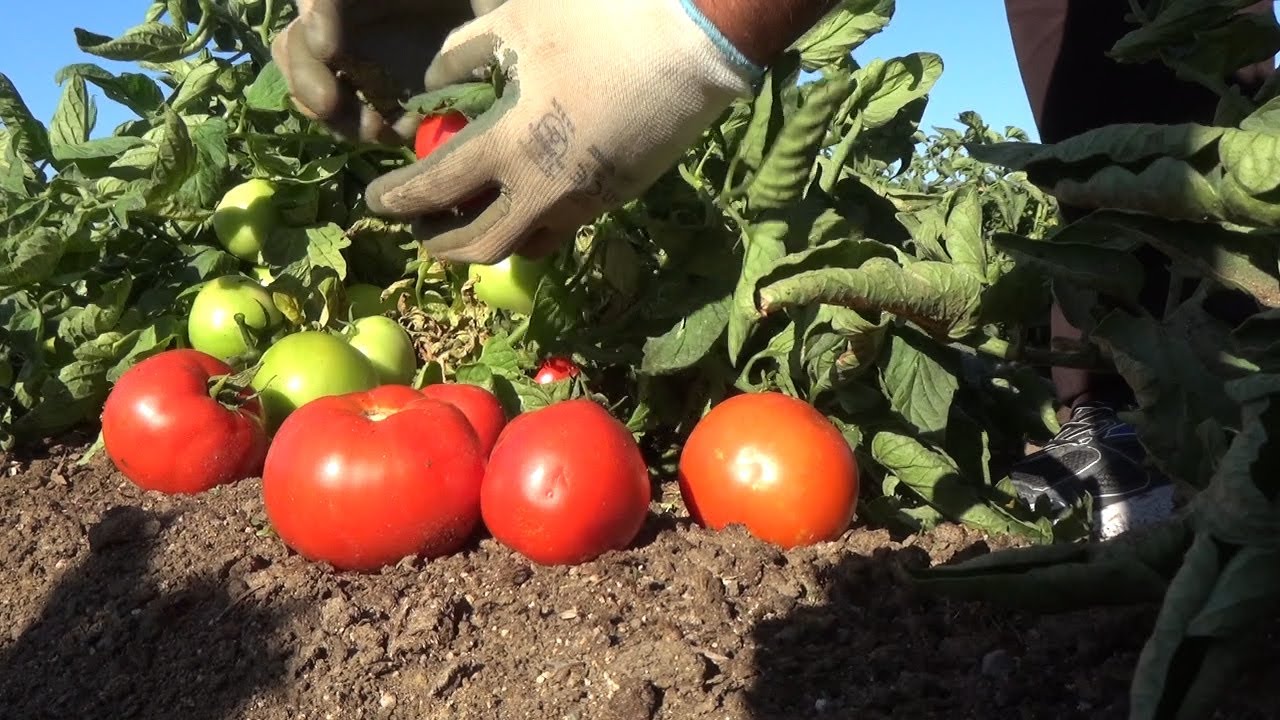 Los pequeños agricultores ya pueden suministrar directamente sus productos al consumidor