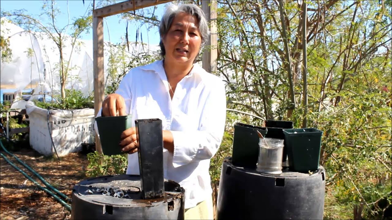 How to plant a Moringa Seed & Best Growing Conditions for Moringa