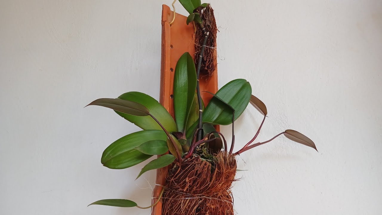 Replante de orquídea phalaenopsis na telha com fibra de côco 