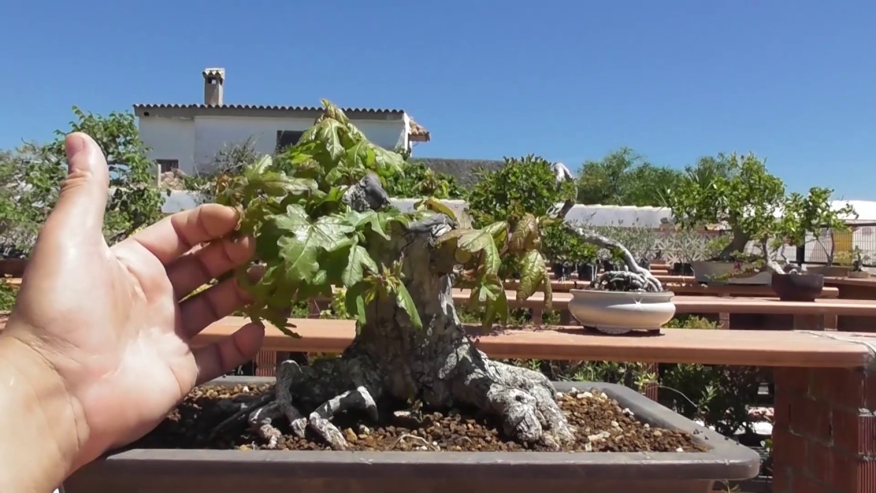 Arce campestre 43 días tras la poda