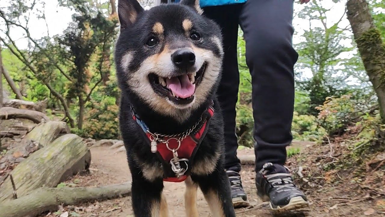 柴犬との登山で悲劇が!!嬉しい柴犬がテンション上がった結果…【黒柴犬】【豆柴】【shiba inu】