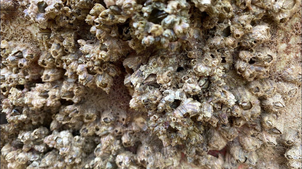 Barnacle Removal ASMR - Deep Boat Cleaning Satisfaction (166)