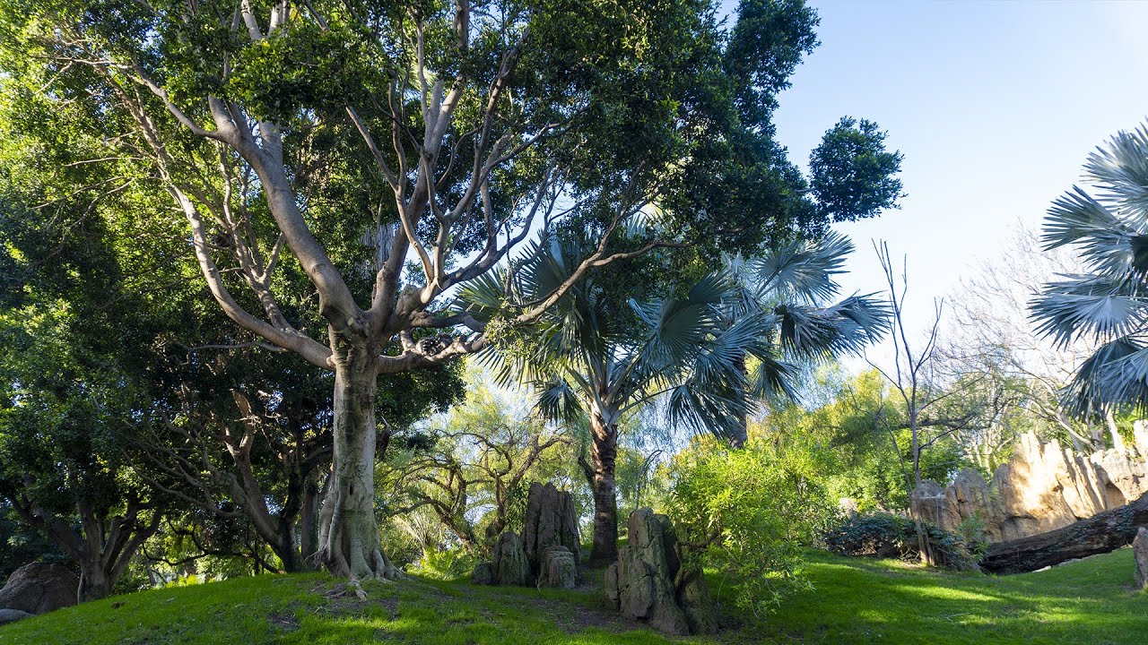 Día del Árbol 2026 🌲BIOPARC crea un 