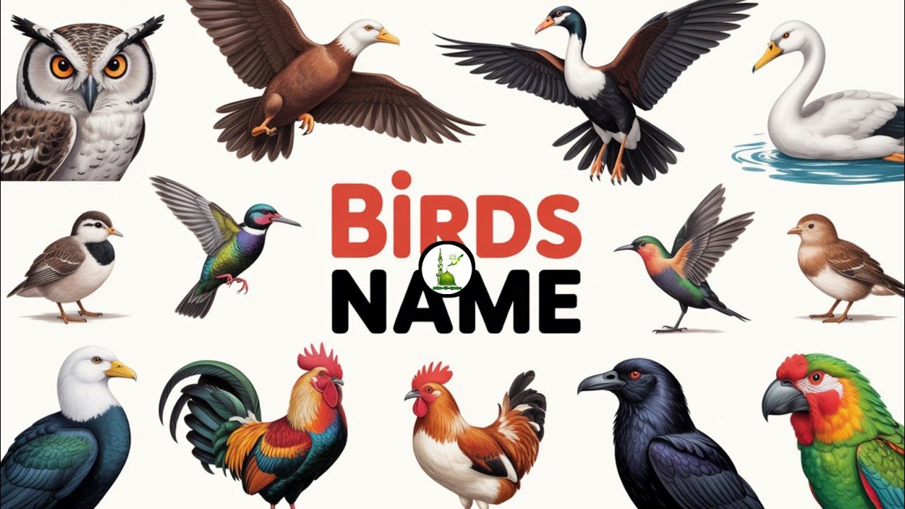 Birds Names in English | Learn Names of Birds with Pictures | Kids Learning
