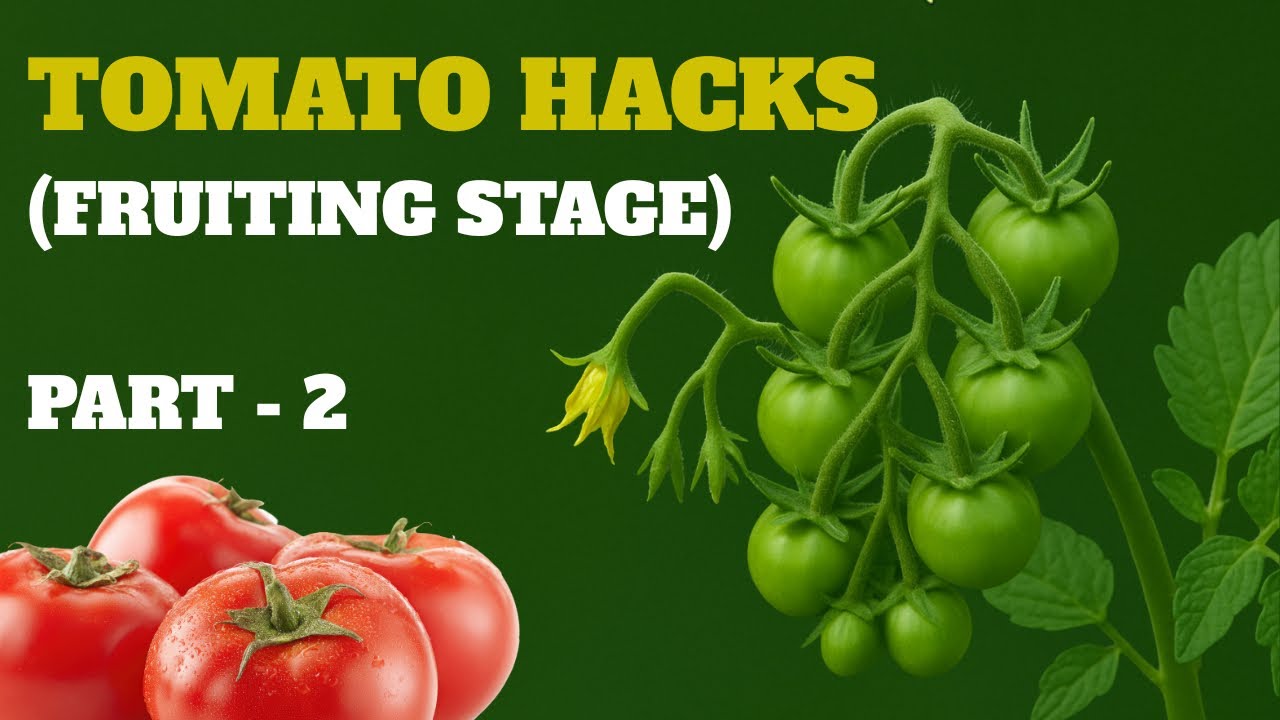PART 2 - Tomato Plant Care (That Actually Works) || Growing Tomato At Home || @SitamDwibedi 