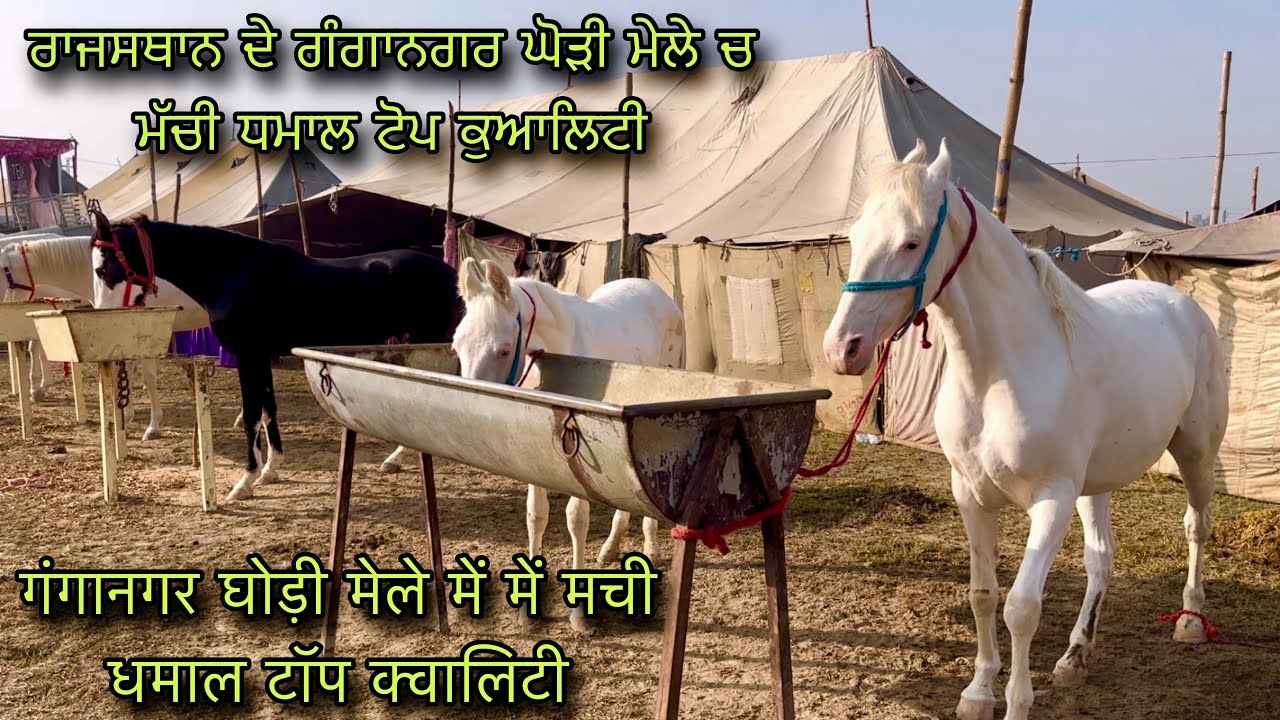 गंगानगर घोड़ी मेले में में मची धमाल टॉप क्वालिटी #ganganagar mela @farming baba