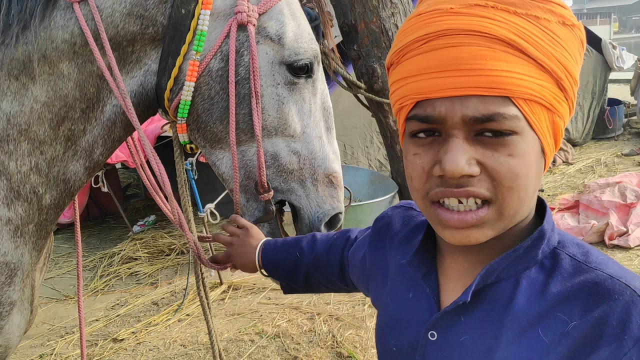 Baba bidi Chand Dal horses sewa