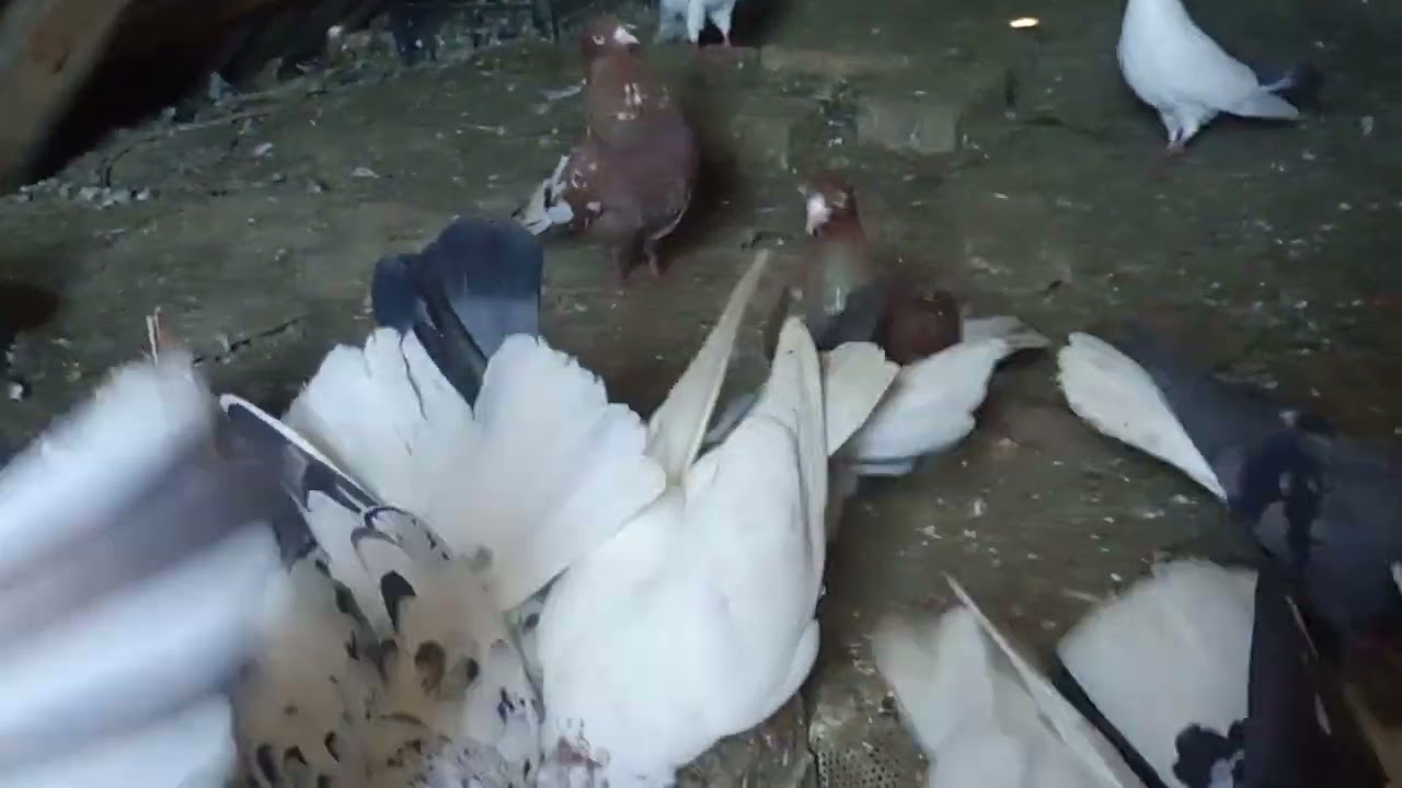 🕊️🕊️🇺🇦🇺🇦