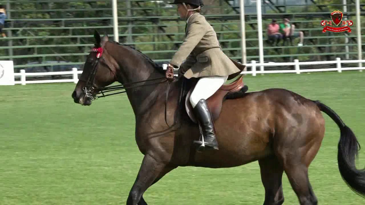 04 Hoy Adult  Show Riding  & Show Riding Pony