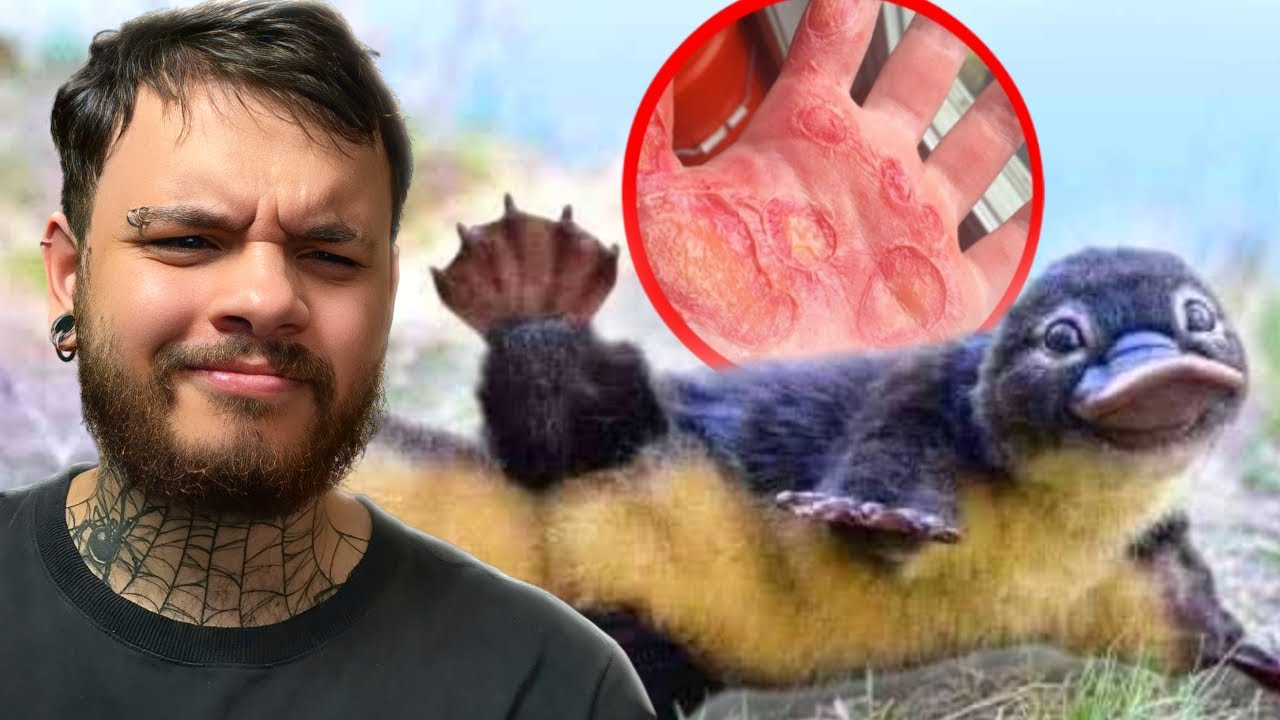 ANIMAIS FOFOS que PODEM te MAT4R - Fala Sério