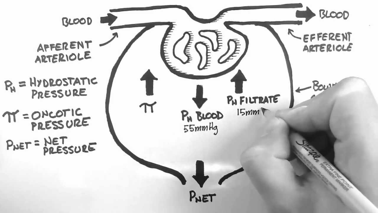 Силы фильтрации