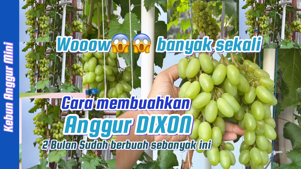 Cara membuahkan anggur Dixon usia 2 bulan diplanterbag 50 liter||berbuah banyak