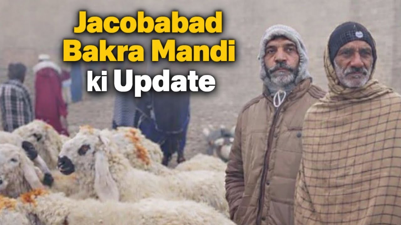 |Jacobabad Bakra Mandi Aaj Ki Update | 10 Jan 2026 | Rates & Halat|Vlog 177 | Bakra Mandi Jacobabad|