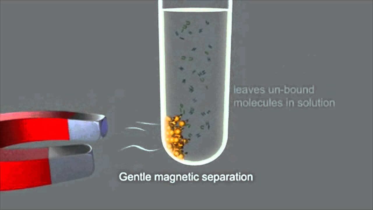 Magnetic Separation using Dynabeads&reg;