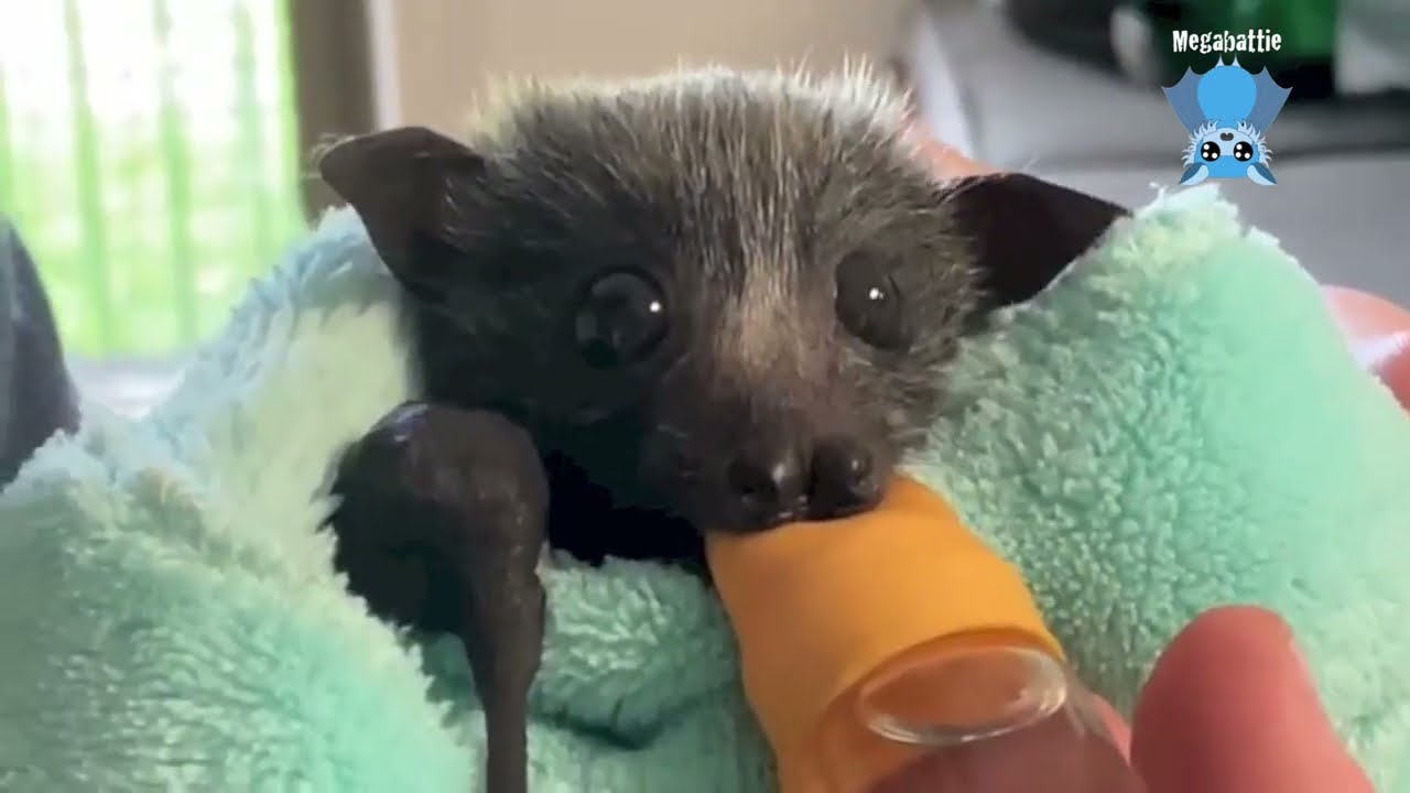 Pole rescuing an abandoned flying-fox pup from high in a tree:  this is Faraday