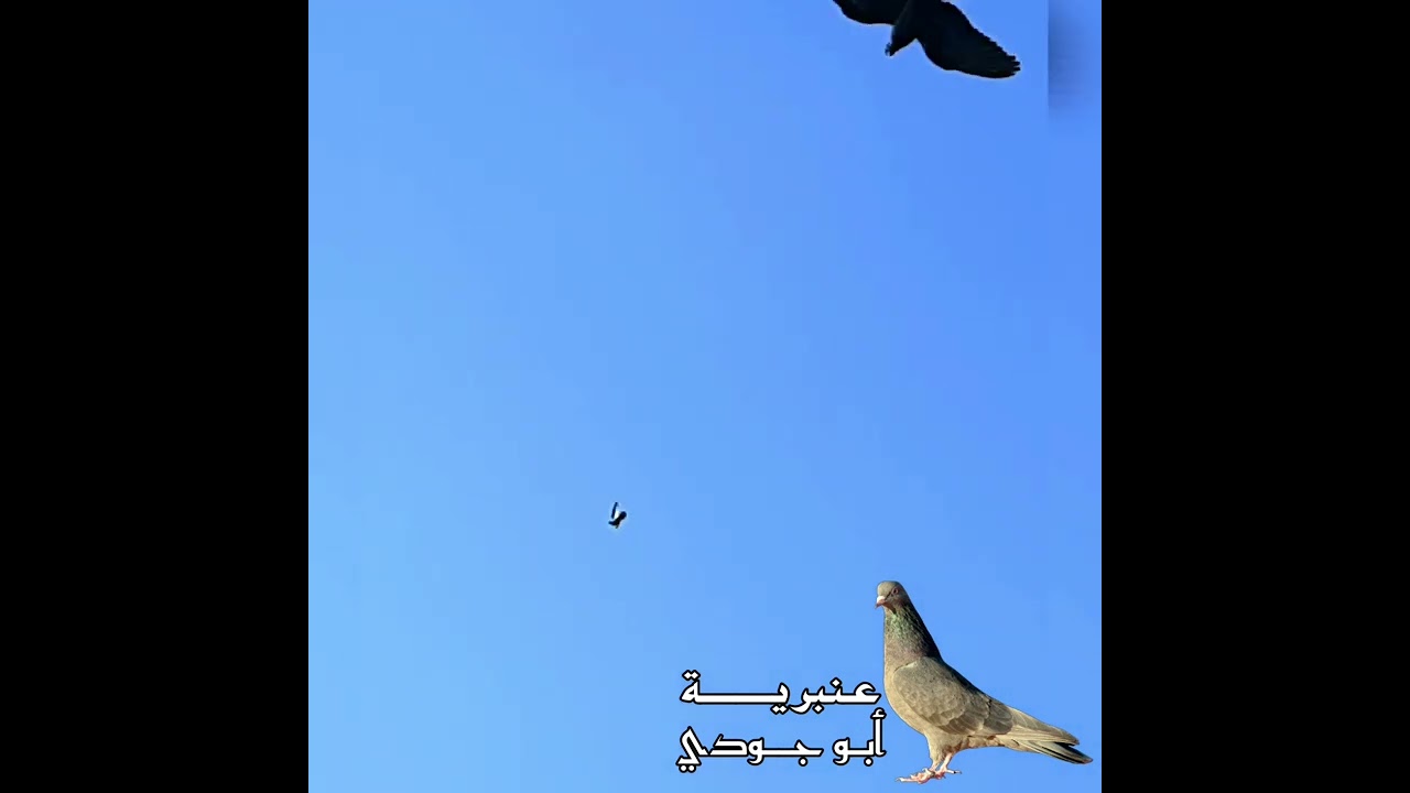 عنبرية ابو جودي                                       حمام لوت حمام قلابي