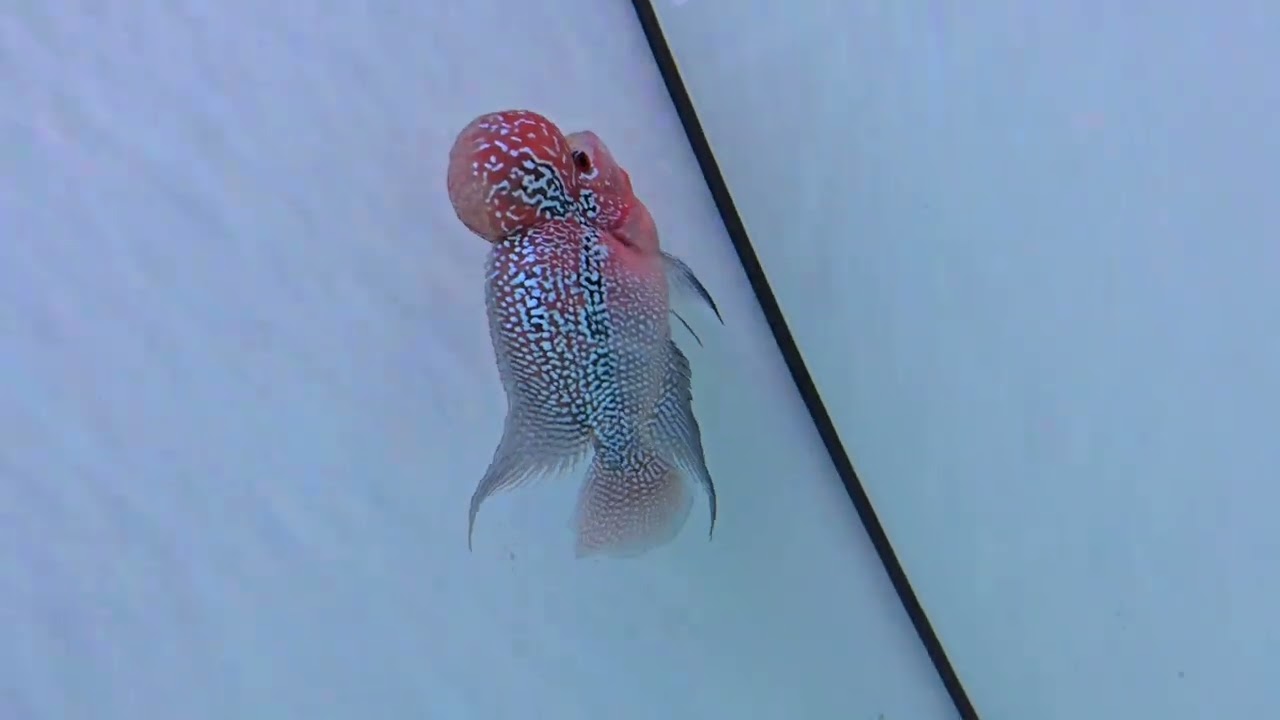 Kamfa Flowerhorn