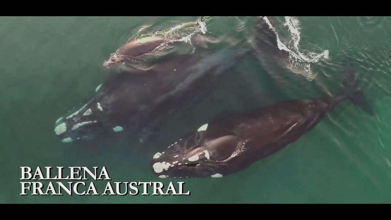 Ballena Franca Austral | Nueva familia de billetes: Animales autóctonos de Argentina