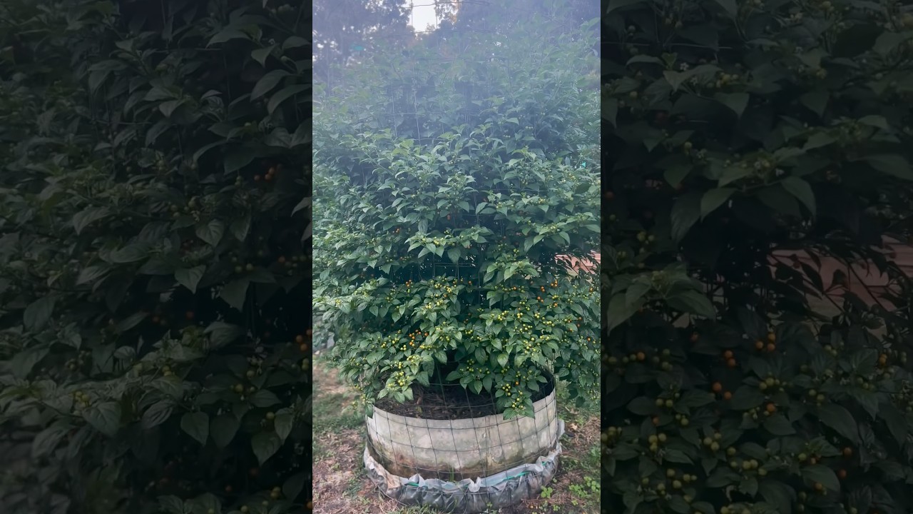 It&rsquo;s almost time to pick the Aji Charapita plant once again. #ajicharapita #pepperguru #biggest