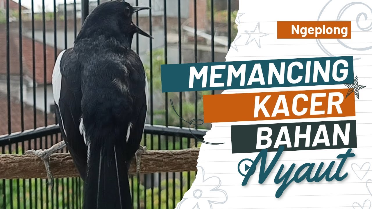 Kacer Ngeplong Gacor ini paling Ampuh buat PANCINGAN KACER Lain Agar EMOSI