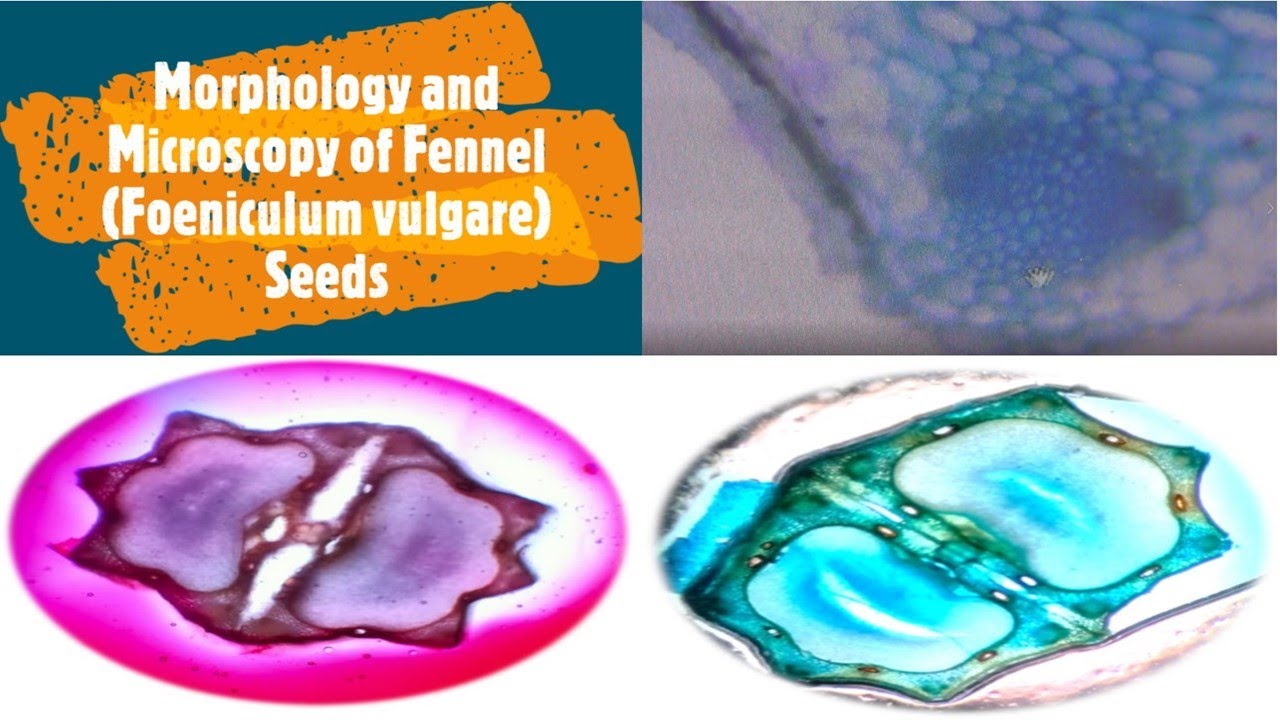 Morphology and Microscopy of Fennel Foeniculum vulgare Miller Seeds