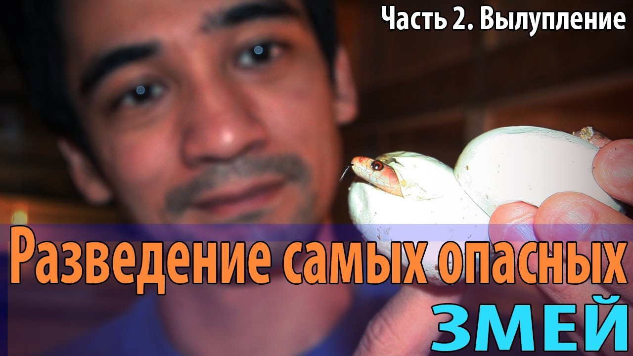 Разведение самых опасных змей. Долгожданное вылупление малышей тайпанов!