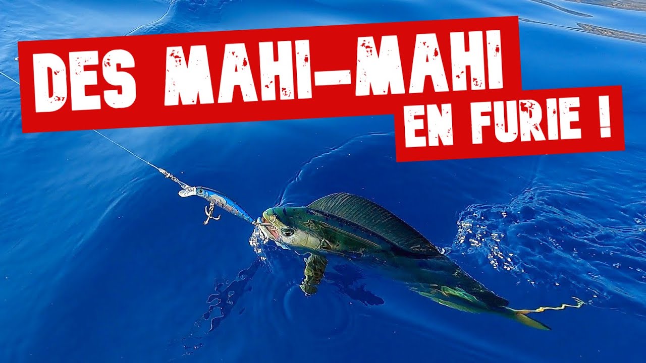Ces DORADES coryphènes (MAHI MAHI 🫨) attaquent CREVETTES et LEURRES durs