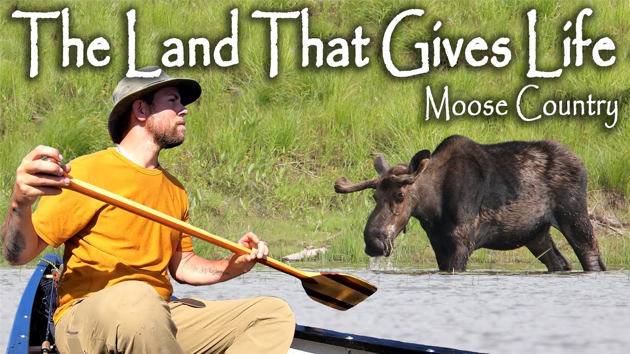 24-Day Solo Canoe Trip / THE LAND THAT GIVES LIFE (Moose Country) PART 5