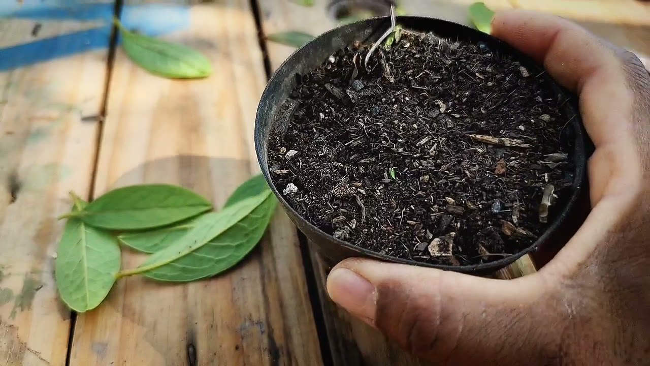 Como fazer mudas de azaléias (jeito certo)